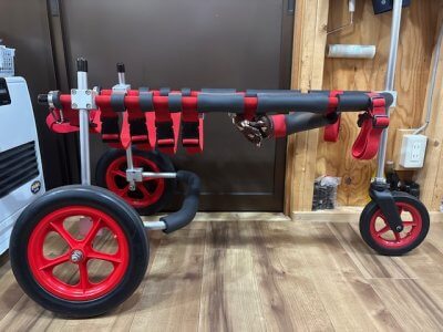 群馬県のゴールデンドゥードゥル ムッタちゃんの車椅子