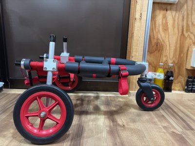 北海道のフレンチブルドッグ　エースちゃんの車椅子