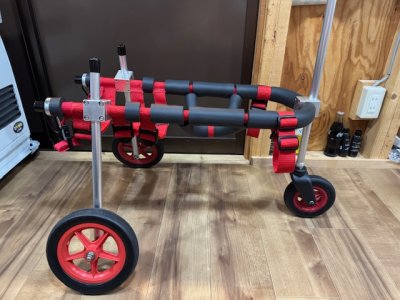 東京都の中型犬　Becky(ベッキー)ちゃんの車椅子