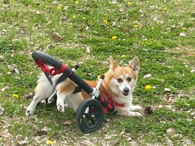 車椅子が無ければ、頻繁に外へ連れて行くのが大変になって、退屈になっていたと思います。