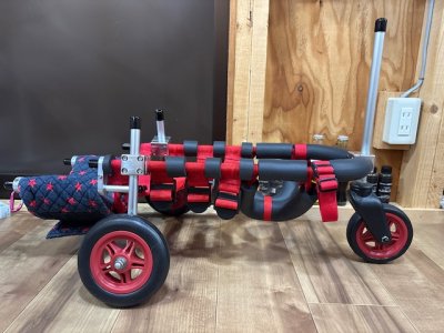 青森県のミニチュアダックスフンド　ショコラちゃんの車椅子