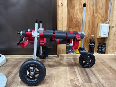 東京都のパピヨン×トイプードル  クーピーちゃんの車椅子
