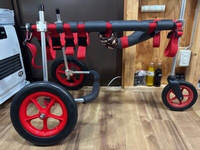 静岡県のラブラドールレトリーバー　くろちゃんの車椅子