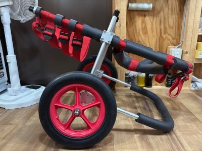 和歌山県のラブラドールレトリーバー　まるちゃんの車椅子