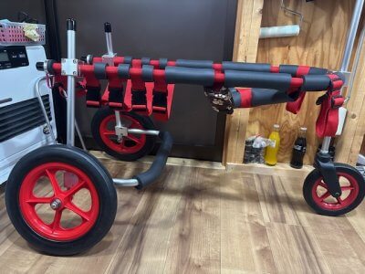 京都府のゴールデンレトリーバー　りんちゃんの犬の車椅子