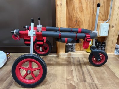 大阪府のアメリカンコッカースパニエル　ジョージちゃんの車椅子