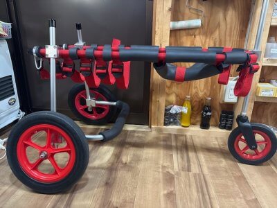 北海道のボーダーコリー　虎徹ちゃんの車椅子