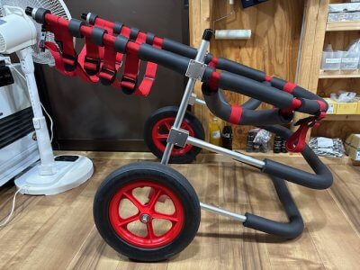 兵庫県のバーニーズマウンテンドッグ　SUNちゃんの車椅子