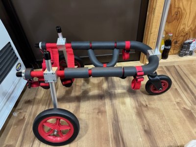 東京都のパグ　ロックちゃんの車椅子