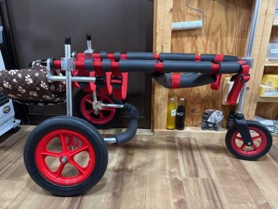 山形県のラブラドールレトリーバー　ここあちゃんの車椅子