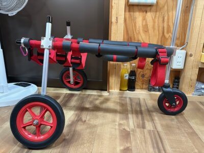 千葉県のボーダーコリー　エルちゃんの車椅子