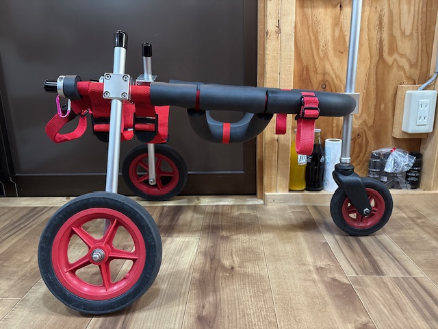 静岡県の柴犬 ハチちゃんの車椅子