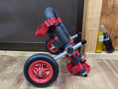 茨城県のポメラニアン　やよいちゃんの車椅子