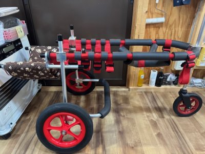 大阪府のゴールデンレトリーバー　エクテちゃんの車椅子