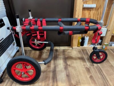 東京都のフラットコーテッドレトリバー　グレースちゃんの車椅子