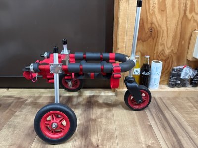 埼玉県のジャックラッセルテリア　バジルちゃんの車椅子