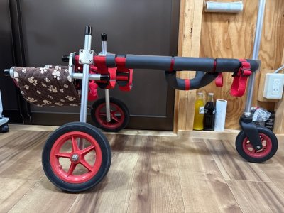 鹿児島県の柴犬　りくちゃんの車椅子