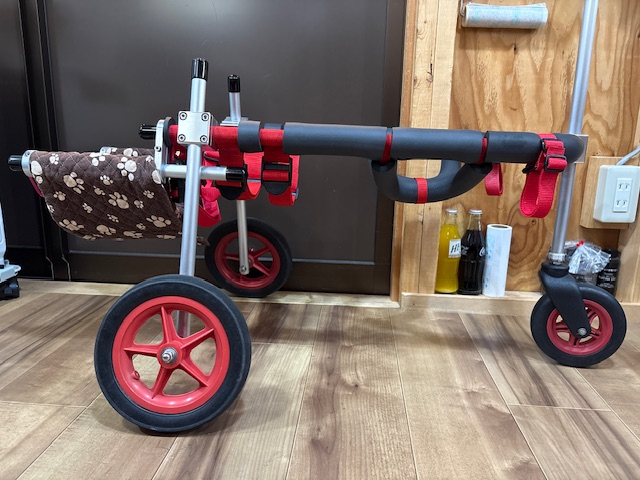 鹿児島県の柴犬　りくちゃんの車椅子