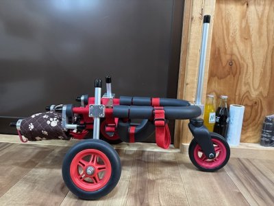 福島県のチワワ　ポッキーちゃんの車椅子