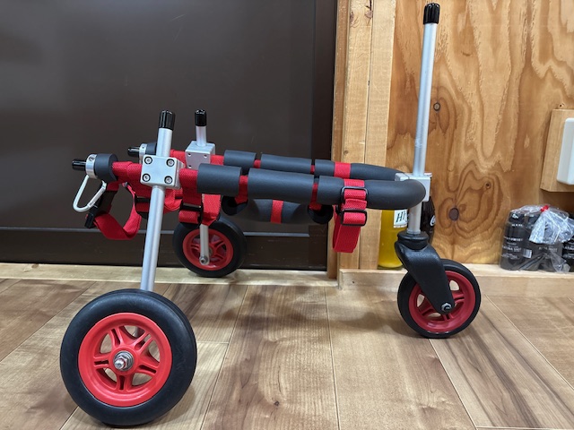 千葉県のトイプードル　はなちゃんの車椅子