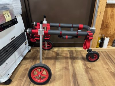 茨城県の中型犬　ぴょんちゃんの車椅子