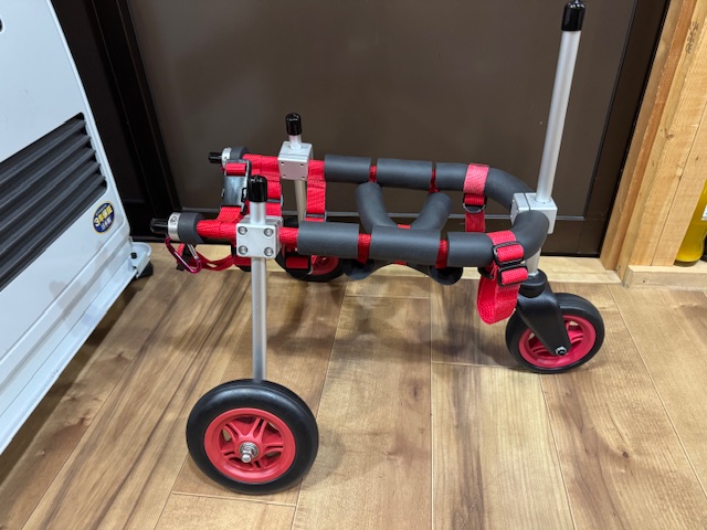 愛知県のミニチュアピンシャー　ジャズちゃんの車椅子