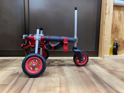 愛知県のトイプードル　アンジュちゃんの車椅子