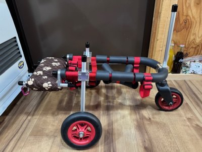 大阪府のトイプードル　バロンちゃんの車椅子