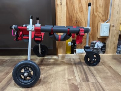 埼玉県のトイプードル　つくねちゃんの車椅子