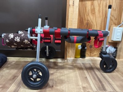 岐阜県のミニチュアピンシャー　レオちゃんの車椅子