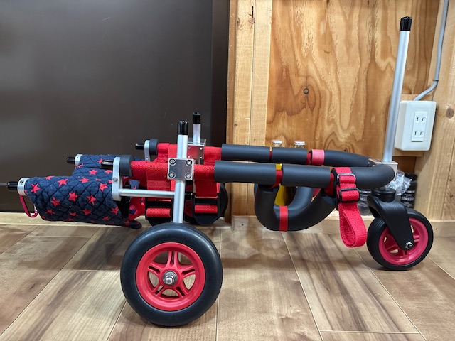 京都府のミニチュアダックスフンド　ルルちゃんの車椅子