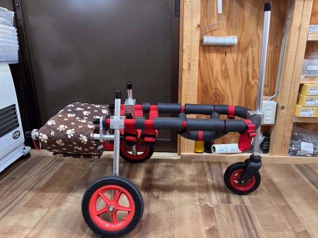 愛知県の柴犬　ハナちゃんの車椅子