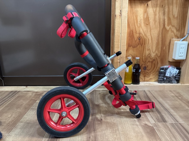 東京都の柴犬　むさしちゃんの車椅子