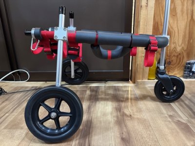 東京都の柴犬　富士丸ちゃんの車椅子