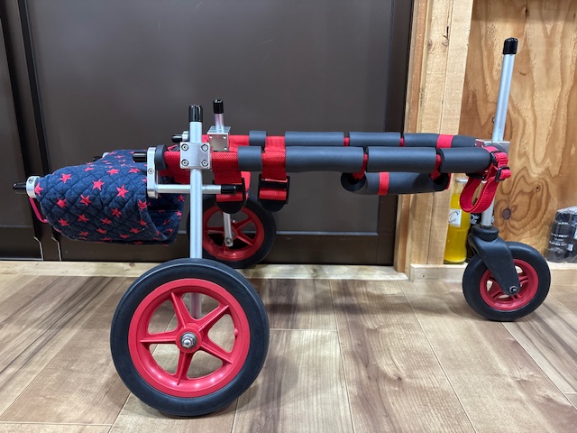 長野県のミニチュアシュナウザー　ムックちゃんの車椅子