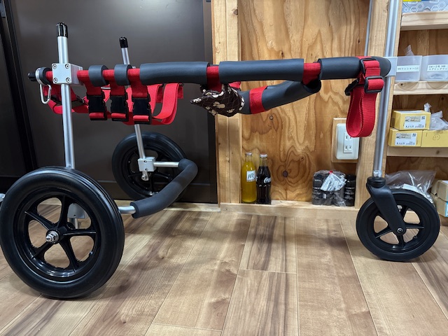 愛知県　ラブラドールレトリーバー　ライヴちゃんの車椅子