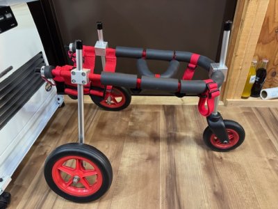 愛知県の柴犬　きなこちゃんの車椅子