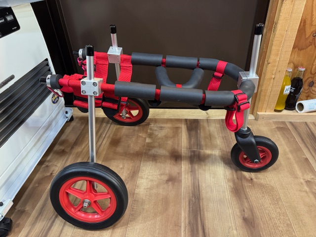 愛知県の柴犬　きなこちゃんの車椅子