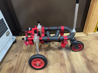 埼玉県の小型犬　ココアちゃんの車椅子