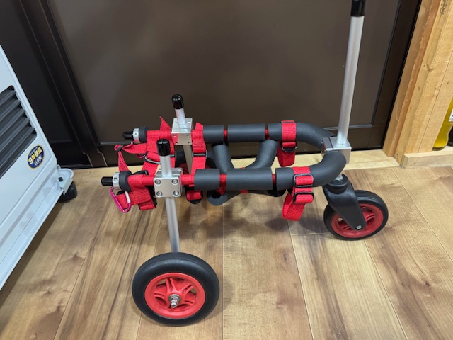 埼玉県の小型犬　ココアちゃんの車椅子