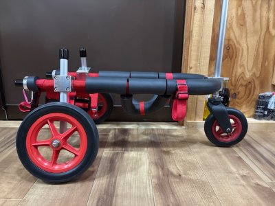 北海道のコーギー　ロビンちゃんの車椅子