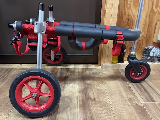 愛媛県の柴犬　ゆめちゃんの車椅子