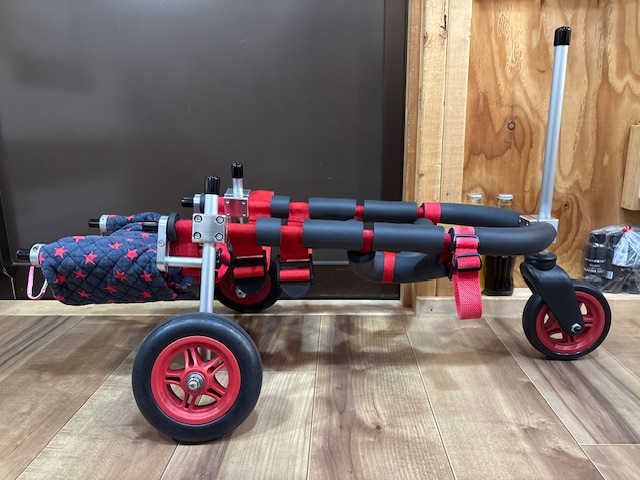 愛知県のミニチュアダックスフンド　ちくわちゃんの車椅子