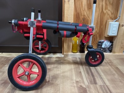 埼玉県の柴犬　小春ちゃんの車椅子