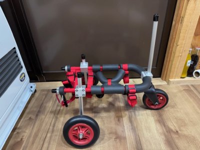 東京都のロングコートチワワ　ももちゃんの車椅子