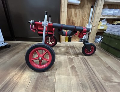 新潟県の柴犬　りんちゃんの車椅子