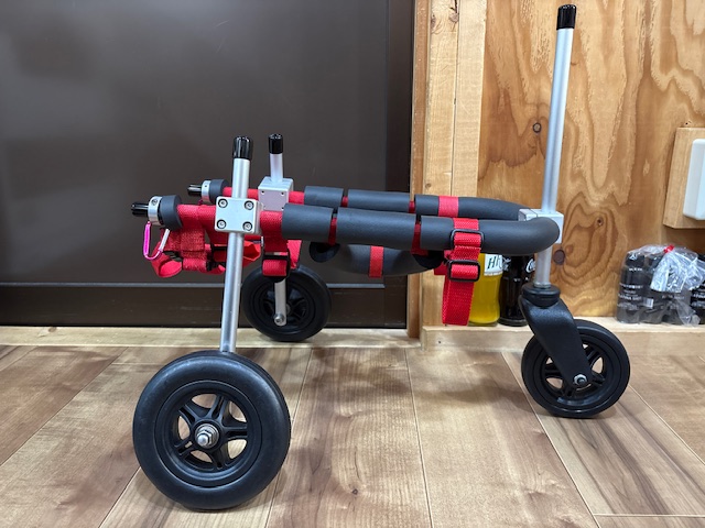 神奈川県のパピヨン　ロビンちゃんの車椅子