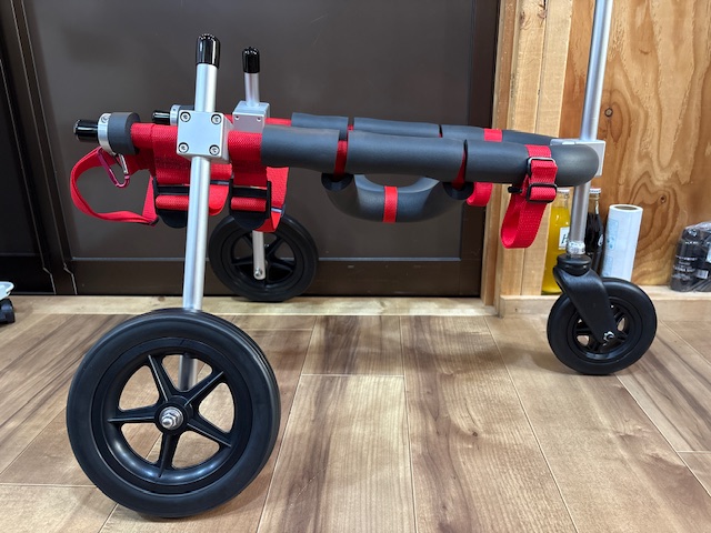 埼玉県の柴犬　けんたちゃんの車椅子