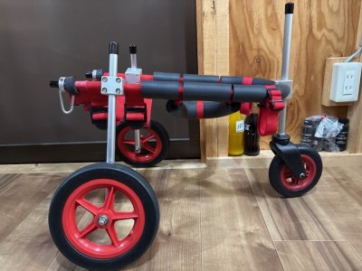 東京都の柴犬　レイくんの車椅子