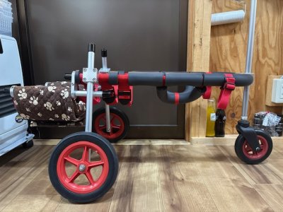 埼玉県の柴犬　サダハルちゃんの車椅子